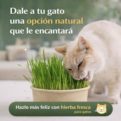 Hierba Comestible Para Gatos