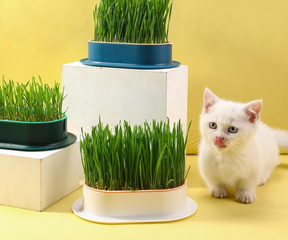 Hierba Comestible Para Gatos