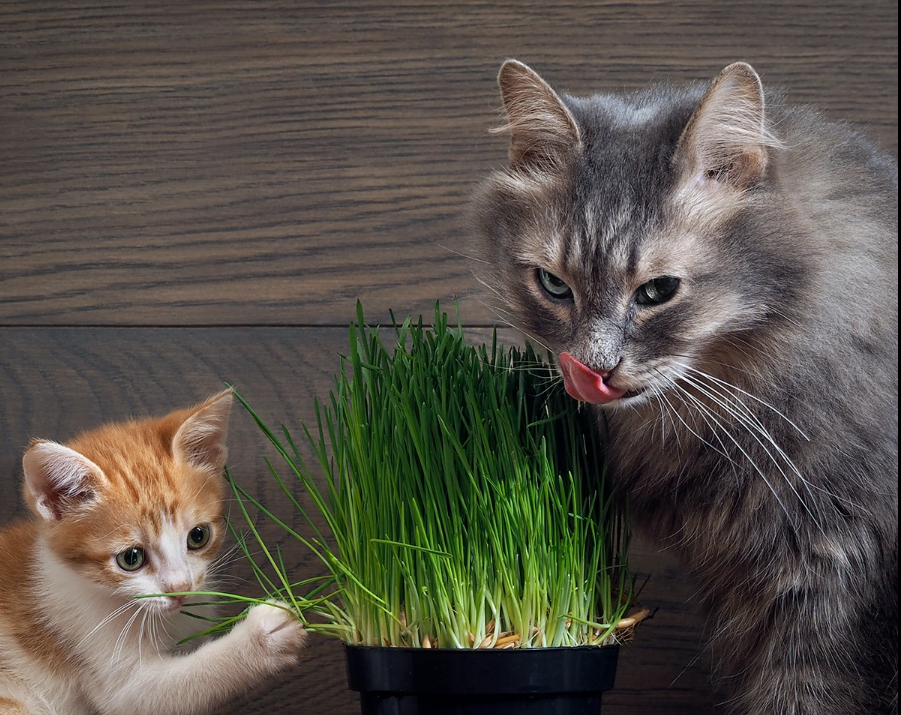 Hierba Comestible Para Gatos