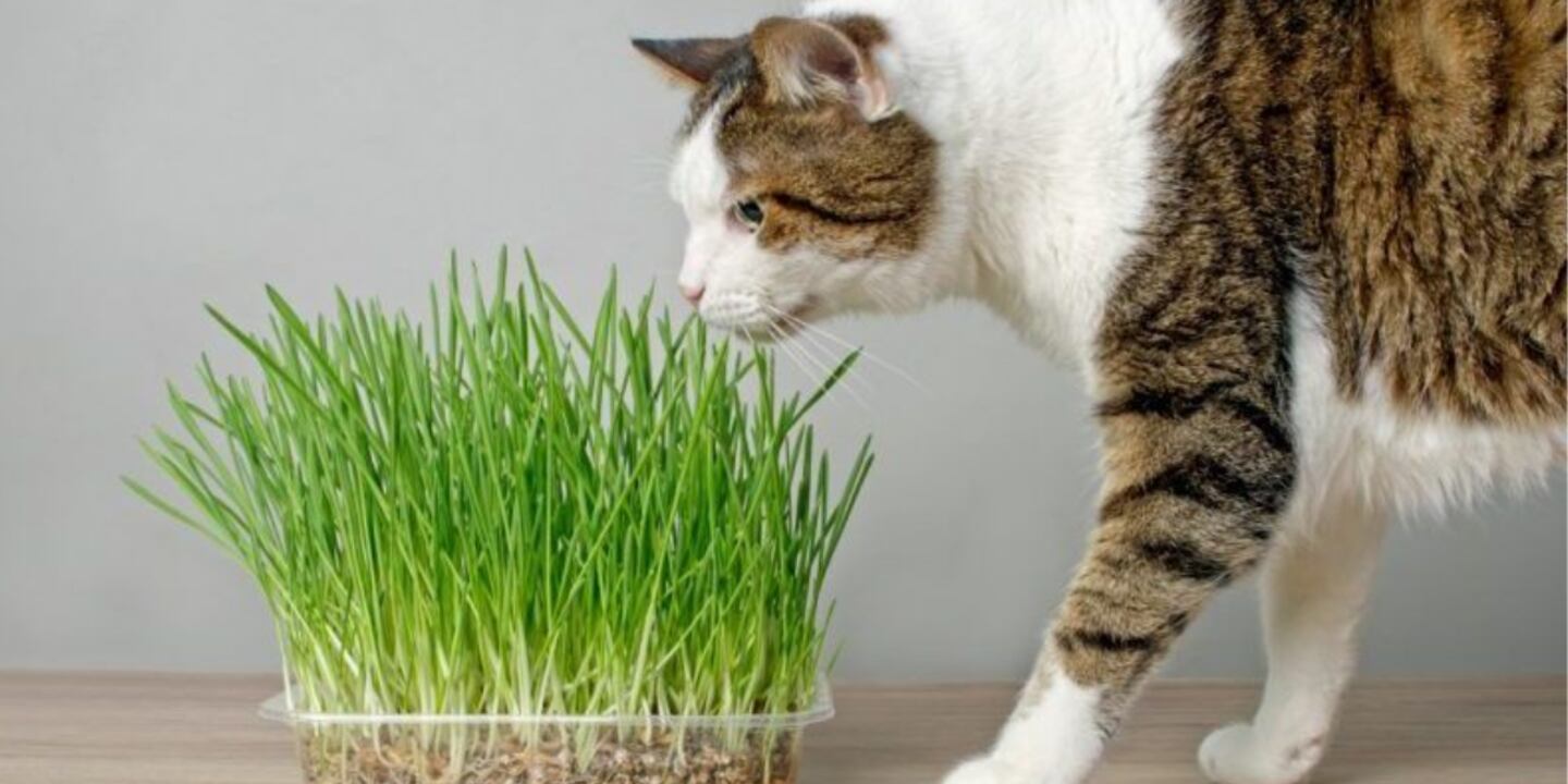 Hierba Comestible Para Gatos